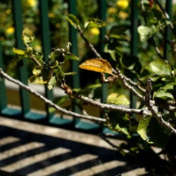 GIARDINO. Fotografie di Giulio Azzarello ©2022.