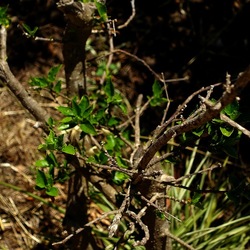 GIARDINO SICILIANO. Fotografie di Giulio Azzarello ©2022. GIARDINO SICILIANO. Fotografie di Giulio Azzarello ©2022.