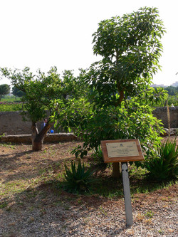 GIARDINO DELLA MEMORIA in Sicilia. Fotografie di Giulio Azzarello &copy;2014.