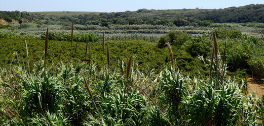 GORGHI TONDI oasi di vigneti e piante Mazzara del Vallo in Sicilia. Foto di Giulio Azzarello ©2016. GORGHI TONDI oasi di vigneti e piante Mazzara del Vallo in Sicilia. Foto di Giulio Azzarello ©2016.