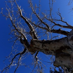 ALBERI. Fotografie di Giulio Azzarello &copy;2024.