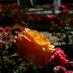 ROSETO. Fotografie di Giulio Azzarello &copy;2022.
