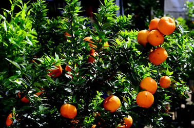 ORTO BOTANICO di Palermo in inverno. Fotografie di Giulio Azzarello &copy;2016.