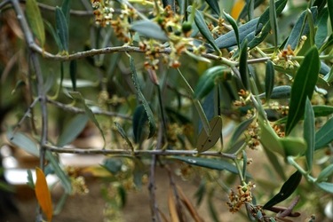 ULIVETO SICILIANO. Fotografie di Giulio Azzarello ©2022.