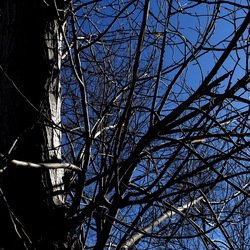 ALBERI. Fotografie di Giulio Azzarello &copy;2024.