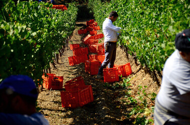 VENDEMMIA a S.Cristina Gela i coltivatori. Fotografie di Giulio Azzarello ©2016. VENDEMMIA a S.Cristina Gela i coltivatori. Fotografie di Giulio Azzarello ©2016.
