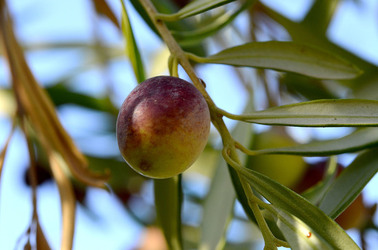ULIVETO in autunno. Fotografie di Giulio Azzarello ©2014. ULIVETO in autunno. Fotografie di Giulio Azzarello ©2014.