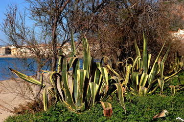AGAVE selvatica sul mare in Sicilia a Cefalù. Fotografie di Giulio Azzarello ©2014. AGAVE selvatica sul mare in Sicilia a Cefalù. Fotografie di Giulio Azzarello ©2014.