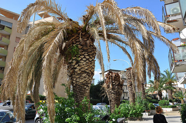 IL COLEOTTERO ROSSO e la moritura delle palme. Fotografie di Giulio Azzarello &copy;2014.