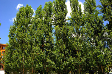 MUSEO MAXXI contemporaneo a Roma panoramiche e particolari. Fotografie di Giulio Azzarello ©2014. MUSEO MAXXI contemporaneo a Roma panoramiche e particolari. Fotografie di Giulio Azzarello ©2014.