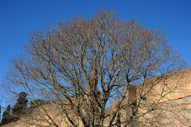 LE TERME DI CARACALLA a Roma visioni panoramiche o particolari. Fotografie di Giulio Azzarello &copy;2014.