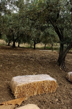 ULIVETO SICILIANO. Fotografie di Giulio Azzarello ©2022.