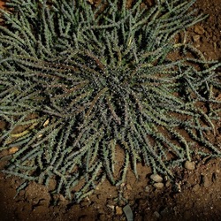 ORTO BOTANICO. Fotografie di Giulio Azzarello &copy;2024.