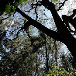 ORTO BOTANICO DI PALERMO. Fotografie di Giulio Azzarello ©2022. ORTO BOTANICO DI PALERMO. Fotografie di Giulio Azzarello ©2022.