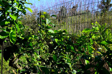 AGRUMETO SICILIANO in autunno. Fotografie di Giulio Azzarello &copy;2014.