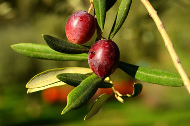 ULIVETO in autunno. Fotografie di Giulio Azzarello ©2014. ULIVETO in autunno. Fotografie di Giulio Azzarello ©2014.