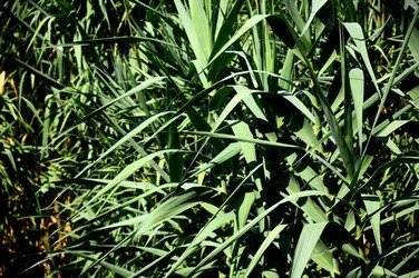 HABITAT NATURA in campagna. Fotografie di Giulio Azzarello ©2015 2016. HABITAT NATURA in campagna. Fotografie di Giulio Azzarello ©2015 2016.