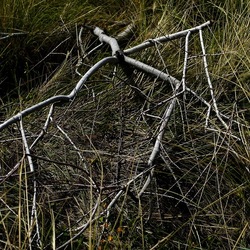 PIANTE. Fotografie di Giulio Azzarello ©2022. PIANTE. Fotografie di Giulio Azzarello ©2022.