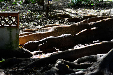 ORTO BOTANICO di Palermo in inverno. Fotografie di Giulio Azzarello &copy;2016.