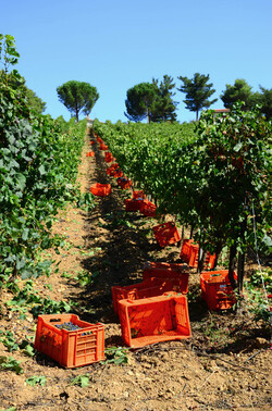 VENDEMMIA a S.Cristina Gela in Sicilia. Fotografie di Giulio Azzarello &copy;2016.
