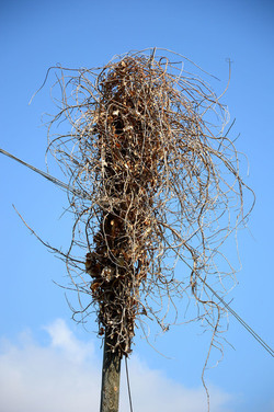 GRANDE NIDO spontaneo in campagna. Fotografie di Giulio Azzarello &copy;2014.