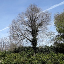 PIANTE. Fotografie di Giulio Azzarello &copy;2022.