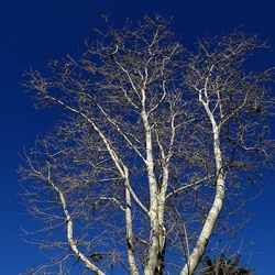 ALBERI. Fotografie di Giulio Azzarello &copy;2024.