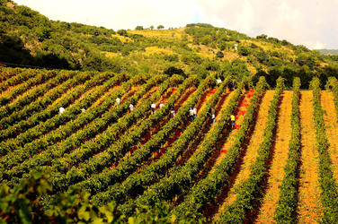 VENDEMMIA di AUTUNNO a S.Cristina Gela in Sicilia. Fotografie di Giulio Azzarello &copy;2016.