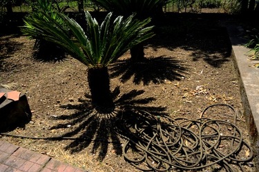 GIARDINO fotografie di Giulio Azzarello ©2019. GIARDINO fotografie di Giulio Azzarello ©2019.