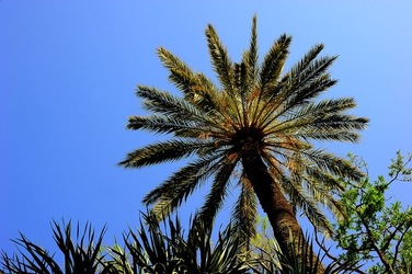 ORTO BOTANICO di Palermo nel maggio 2018. Fotografie di Giulio Azzarello &copy;2018.