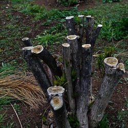 TRONCHI. Fotografie di Giulio Azzarello ©2022.