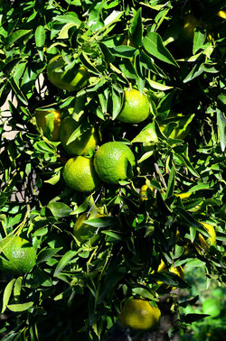 ULIVETO in autunno. Fotografie di Giulio Azzarello ©2014. ULIVETO in autunno. Fotografie di Giulio Azzarello ©2014.