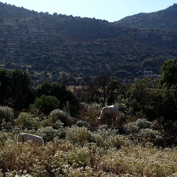 BESTIE. Fotografie di Giulio Azzarello ©2022. BESTIE. Fotografie di Giulio Azzarello ©2022.