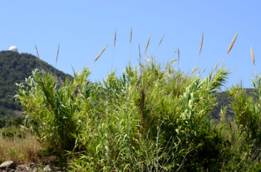 ISOLA DI USTICA la natura. Fotografie di Giulio Azzarello &copy;2016.