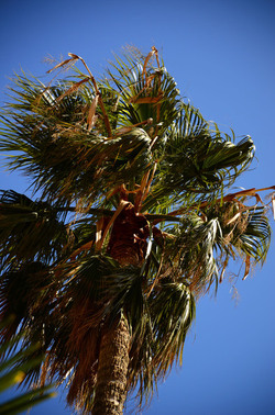 MACCHIA MEDITERRANEA in Sicilia. Fotografie di Giulio Azzarello &copy;2106.