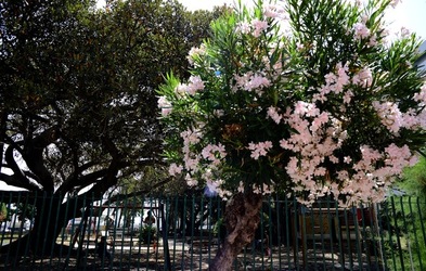 ORTIGIA CENTRO STORICO fotografie di Giulio Azzarello ©2019. ORTIGIA CENTRO STORICO fotografie di Giulio Azzarello ©2019.