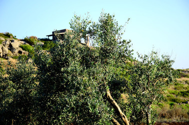 ISOLA DI USTICA la natura. Fotografie di Giulio Azzarello &copy;2016.