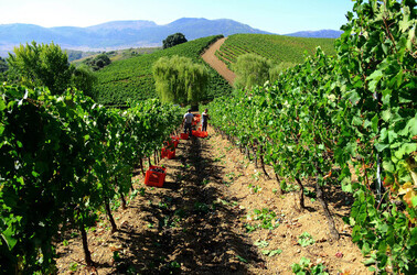 VENDEMMIA a S.Cristina Gela i coltivatori. Fotografie di Giulio Azzarello ©2016. VENDEMMIA a S.Cristina Gela i coltivatori. Fotografie di Giulio Azzarello ©2016.