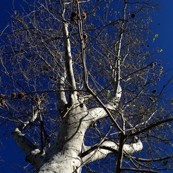 ALBERI. Fotografie di Giulio Azzarello &copy;2024.