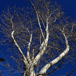 ALBERI. Fotografie di Giulio Azzarello &copy;2024.