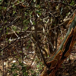 ORTO BOTANICO. Fotografie di Giulio Azzarello &copy;2024.