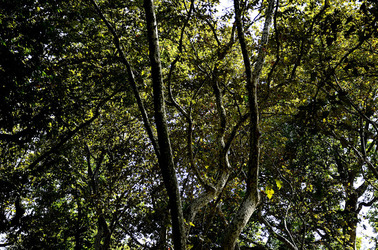 GIARDINI della BIENNALE a Venezia. Foto di Giulio Azzarello &copy;2015 2016.