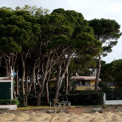 PINETA. Fotografie di Giulio Azzarello &copy;2022.