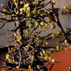 BONSAI. Fotografie di Giulio Azzarello &copy;2022.