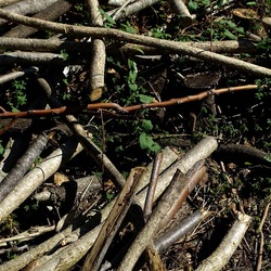 RAMI E ROVI. Fotografie di Giulio Azzarello ©2023. RAMI E ROVI. Fotografie di Giulio Azzarello ©2023.