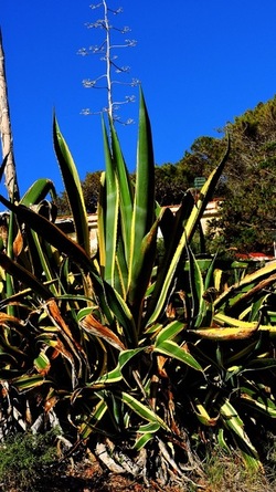 CAPO RAMA riserva naturale Terrasini. Fotografie di Giulio Azzarello &copy;2020.
