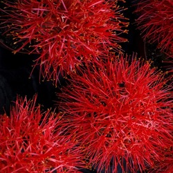 ORTO BOTANICO di PALERMO. Fotografie di Giulio Azzarello ©2019.