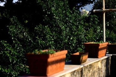 POTATURA fotografie di Giulio Azzarello ©2021. POTATURA fotografie di Giulio Azzarello ©2021.