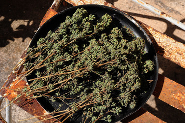 CAPONATA E ORIGANO tipici e tradizionali siciliani. Fotografie di Giulio Azzarello ©2014. CAPONATA E ORIGANO tipici e tradizionali siciliani. Fotografie di Giulio Azzarello ©2014.