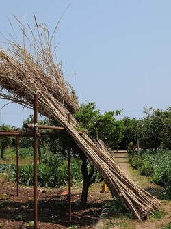 IL CANNETO del contadino siciliano. Fotografie di Giulio Azzarello &copy;2014.